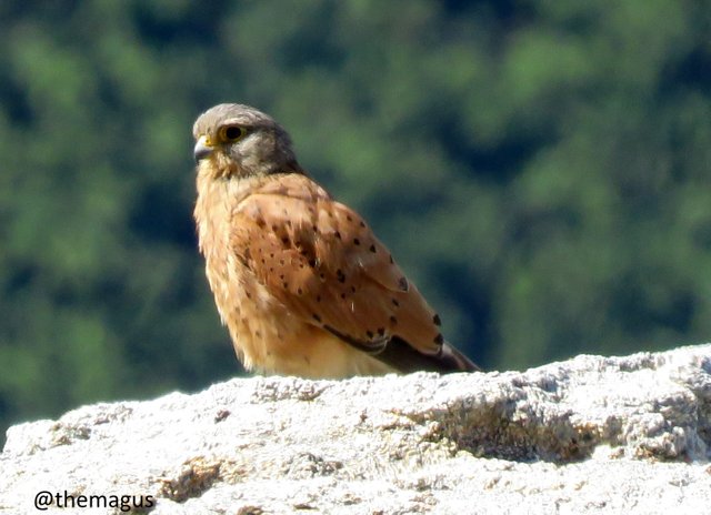 Rock Kestrel.jpg