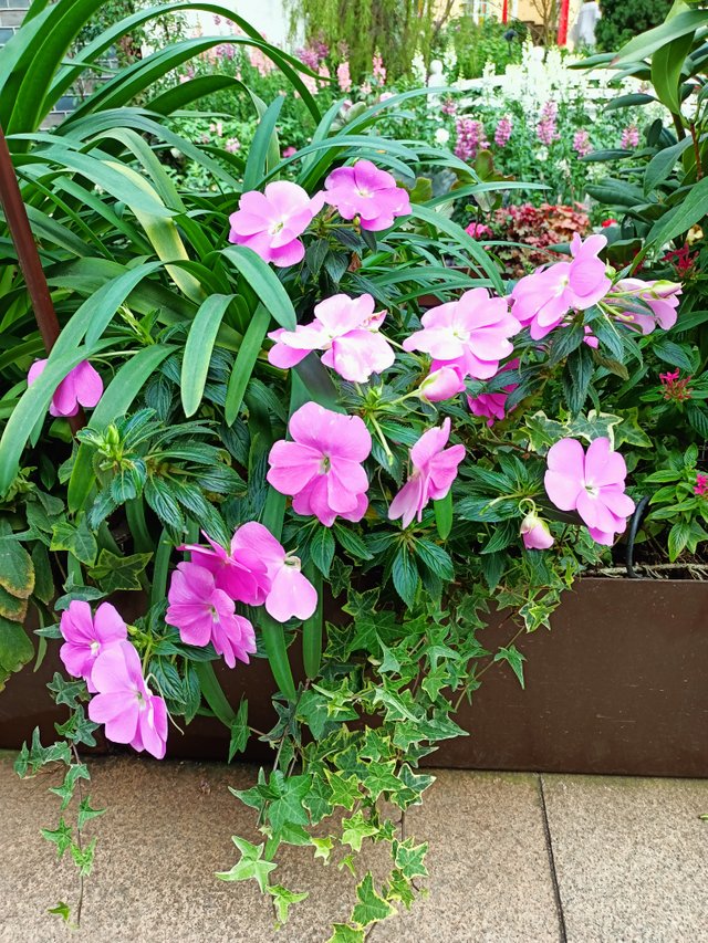 I Impatiens balsamina.jpg