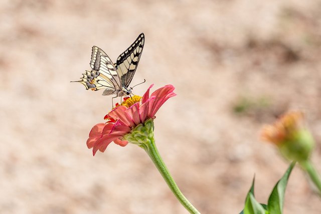 butterfly-4392802_1280.jpg