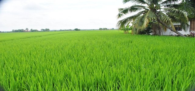 sawah_padi.jpg