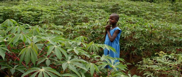 Kenya-cassava-wide-landscape.jpg.cf.jpg