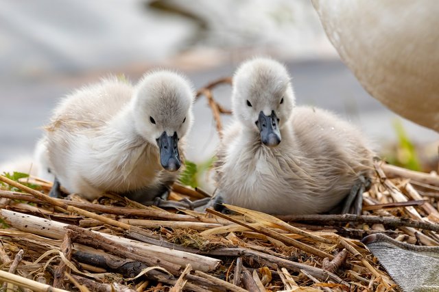 cygnets-6233080_1920.jpg