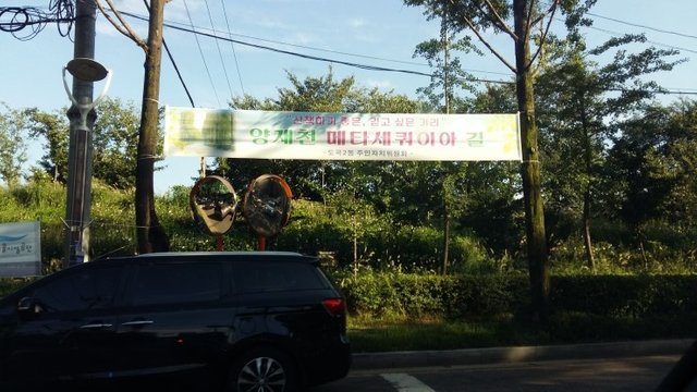 20170826_165755 Metasequoia trees road at Yang-jae dong.jpg