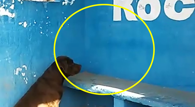 perro que mira silueta en muro azul 2.png