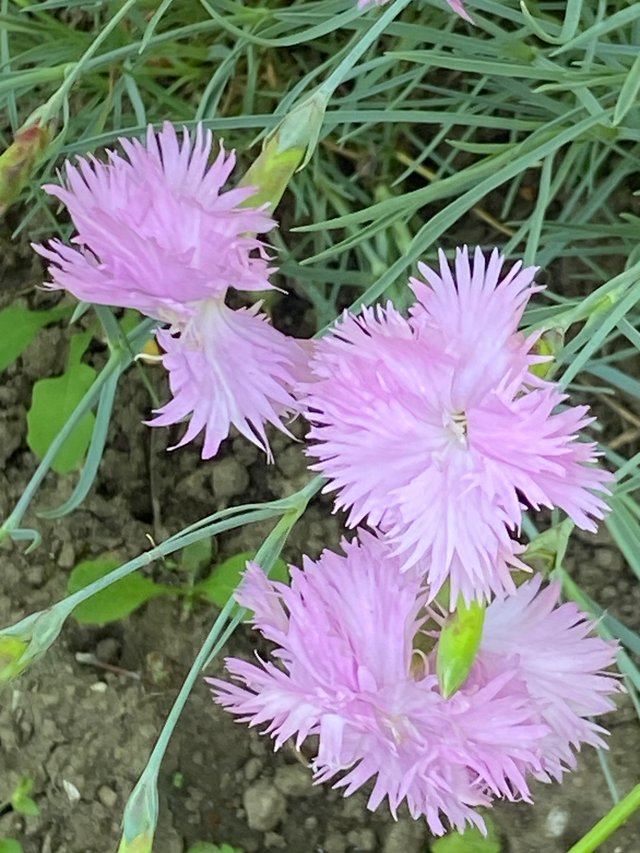 IMG7955.JPG