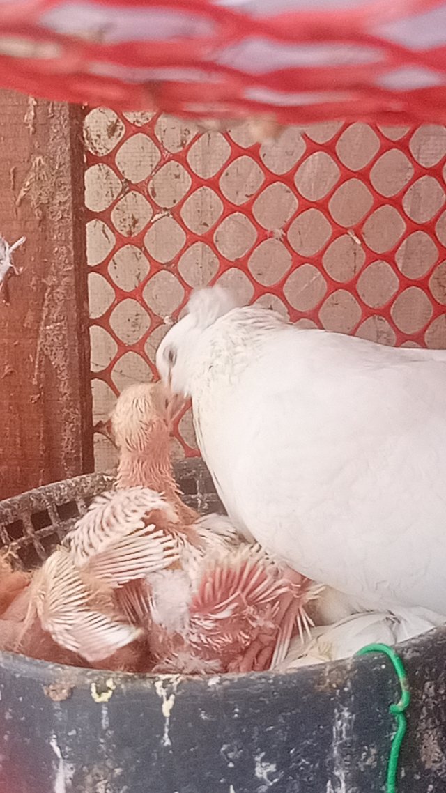 IMG20250719113940.jpg