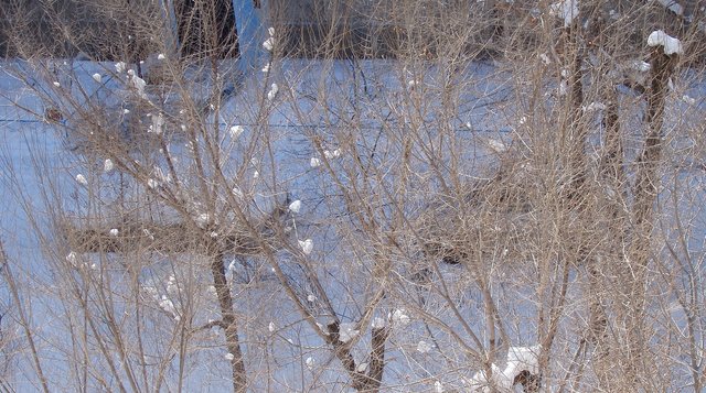 Деревья в снегу_5.jpg