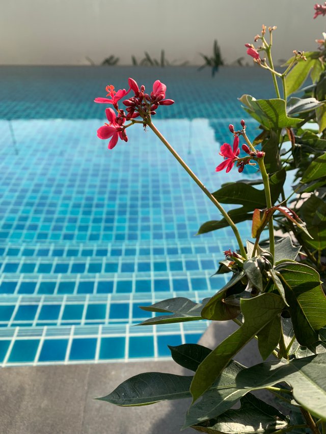 condominium’s swimming pool31.jpg