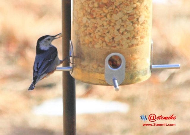 White-breasted Nuthatch PFW43.jpg