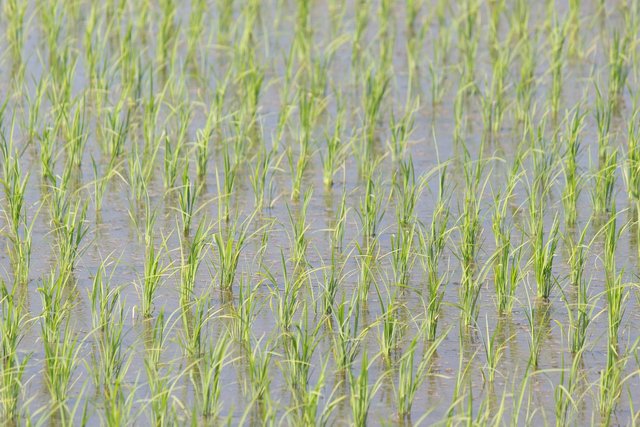 yamadas-rice-fields-1180316_1280.jpg