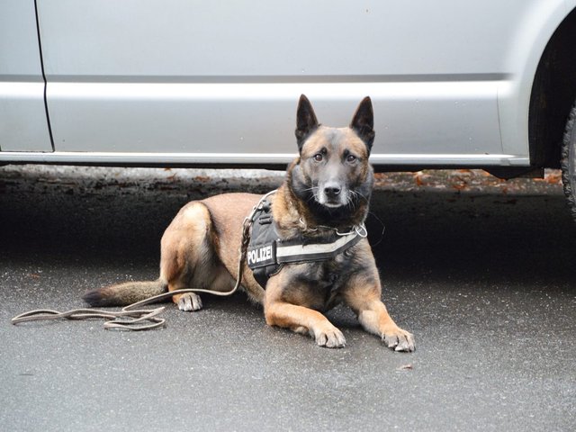 Polizeihund-1067x800.jpg