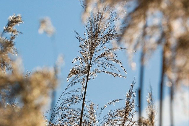 grass-7010936_640.jpg