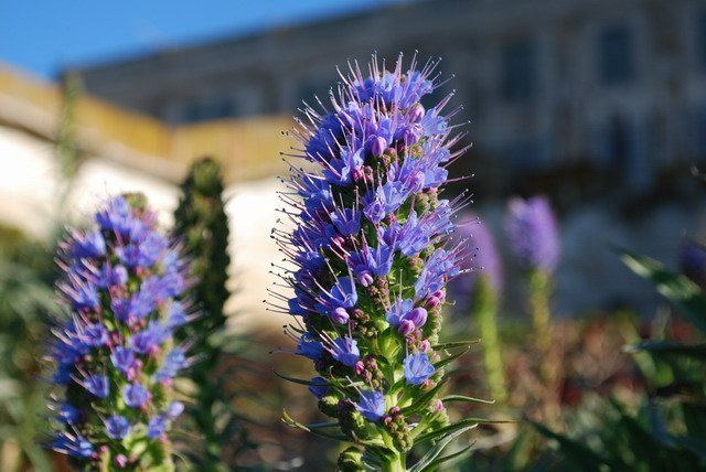 Echium-candicans-Shelagh-Fritz-photo-resize.jpg