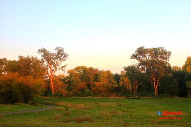 landscape trees fall leaves B09-13_0066.JPG