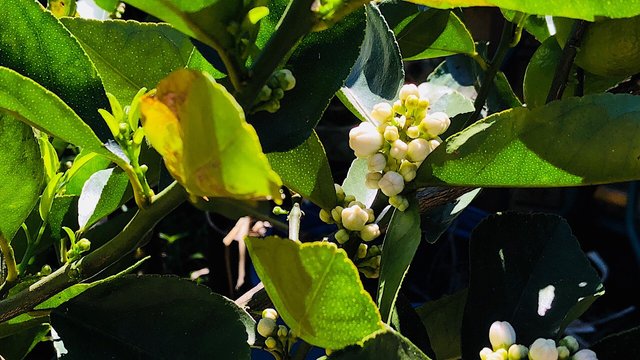 Flowers on a dwarf lime tree