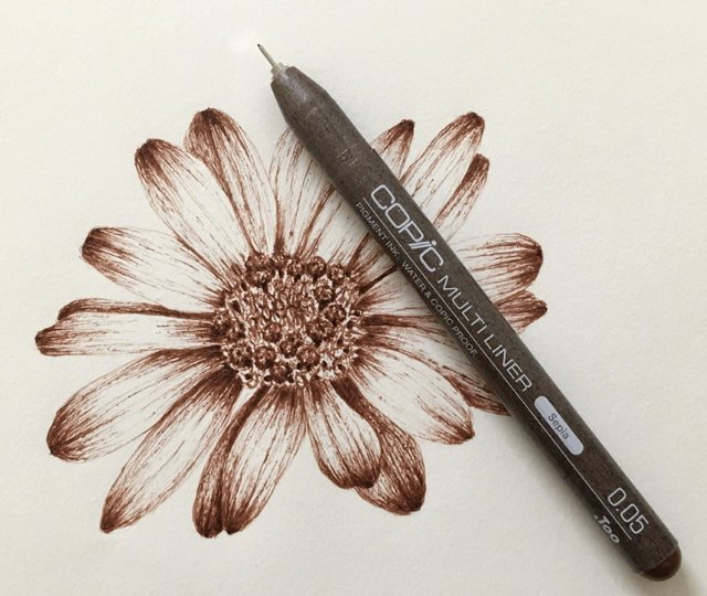 marguerite-flower-drawing.jpg