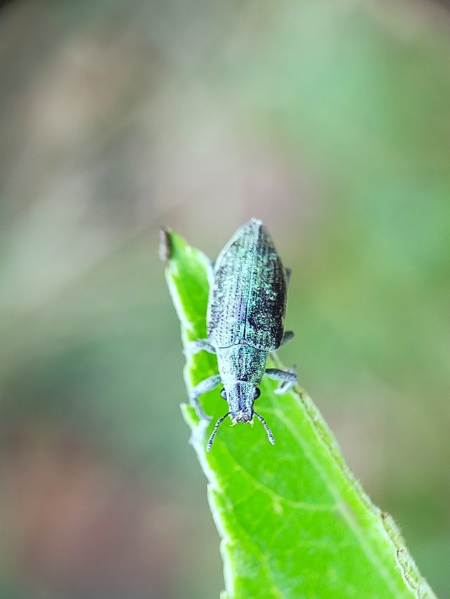 Borer Beetles (10).jpg