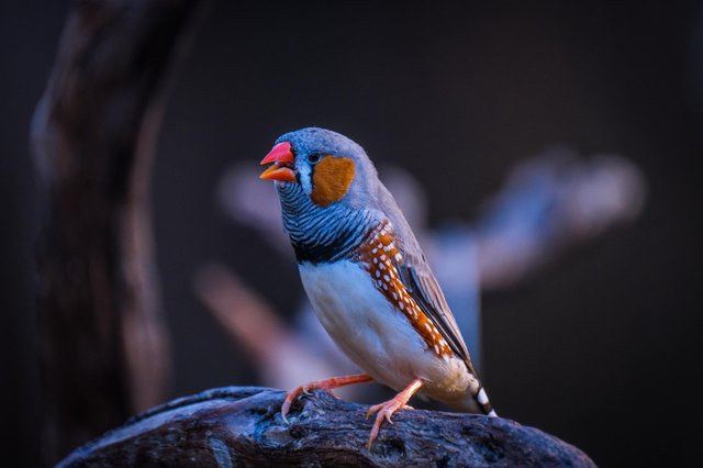 Zebra Finch...jpg