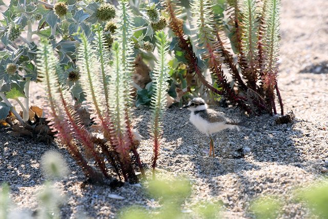 Young_Ringed_Plover_2_s.jpg