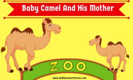 Baby-Camel-And-His-Mother__1530034587_112.196.175.69.jpg