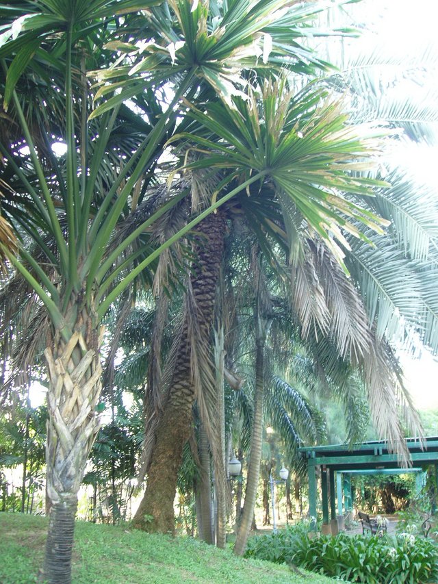 Queen Sirikit Park - Palms