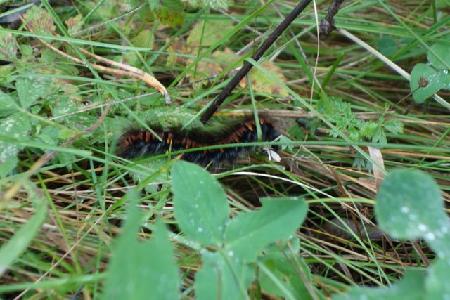 DSC04101.JPG