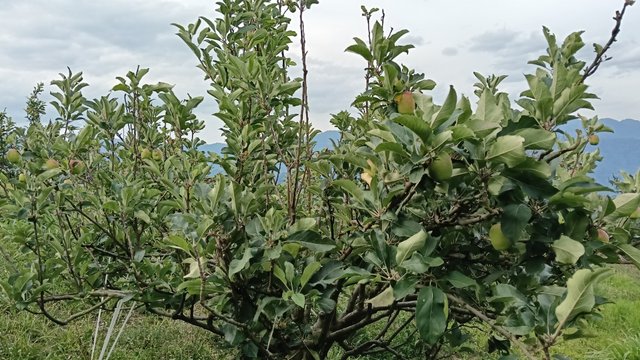 IMG20250727162959.jpg