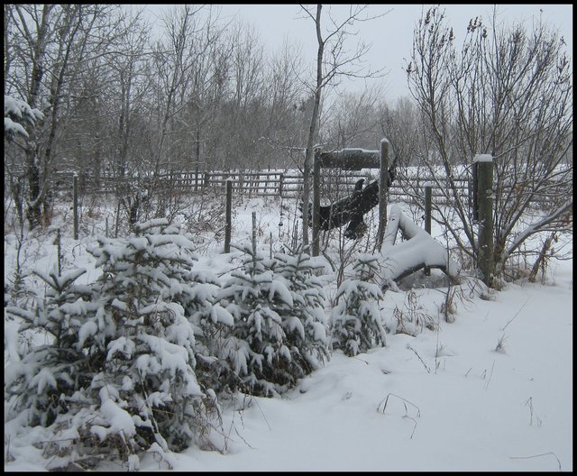 line of small snow covered spruce with black eagle siloquette sign best.JPG