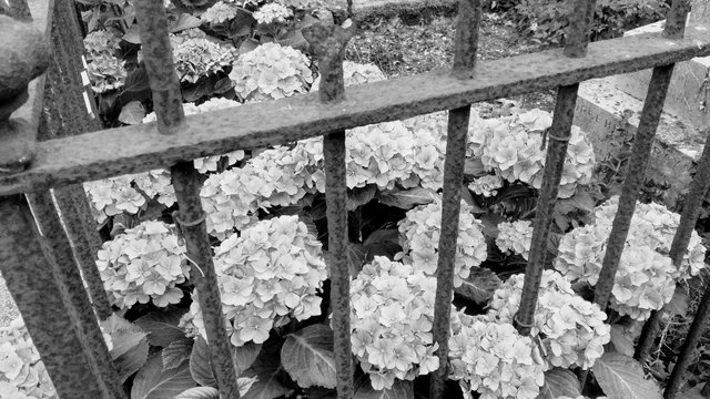 shoreham hydrangea grave black and white.jpg