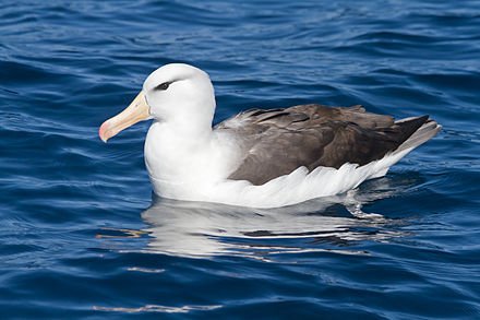 440px-Thalassarche_melanophrys_-_SE_Tasmania.jpg