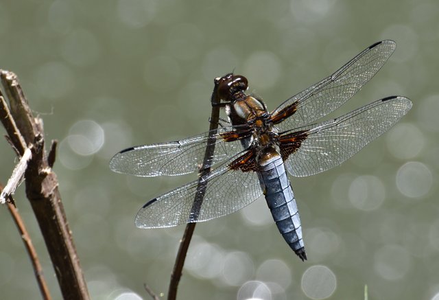 dragonfly blue bokeh 1.jpg