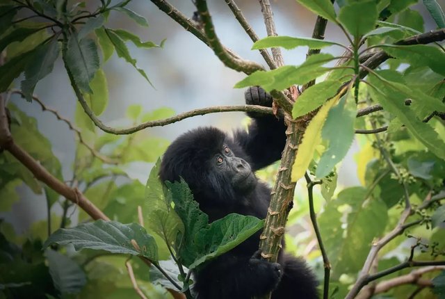 When is the Best Time to Visit Rwanda.jpg
