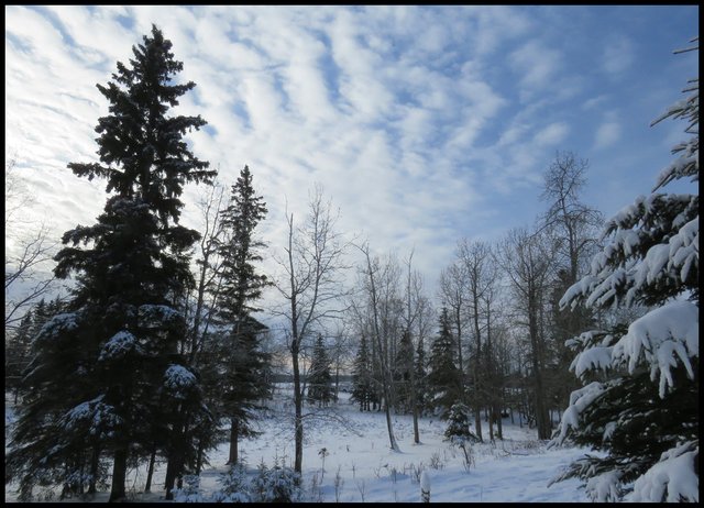 wintry scene by the pond at sunrise.JPG