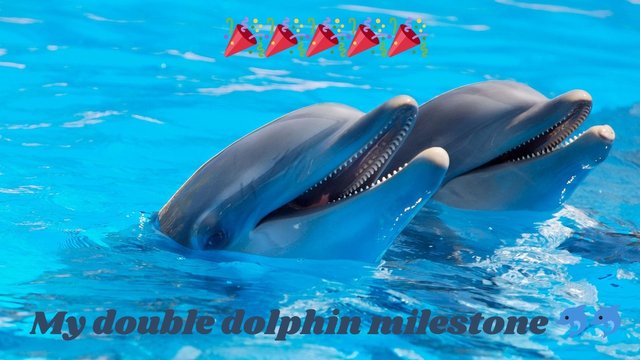 My double dolphin milestone 🐬🐬.jpg