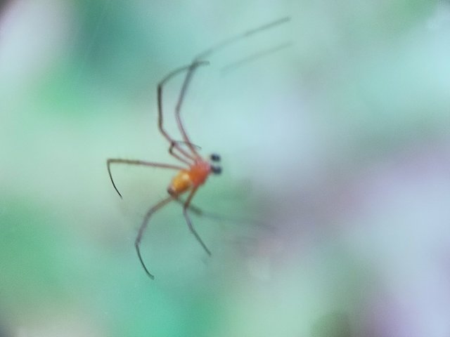 Nephila Pilipes (18).jpg