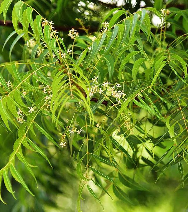 10-Side-Effects-Of-Neem-You-Should-Be-Aware-Of-2.jpg