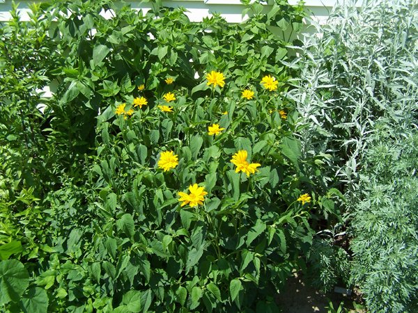 South Herb - heliopsis crop June 2019.jpg