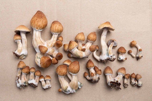 psilocybin-mushrooms.jpeg