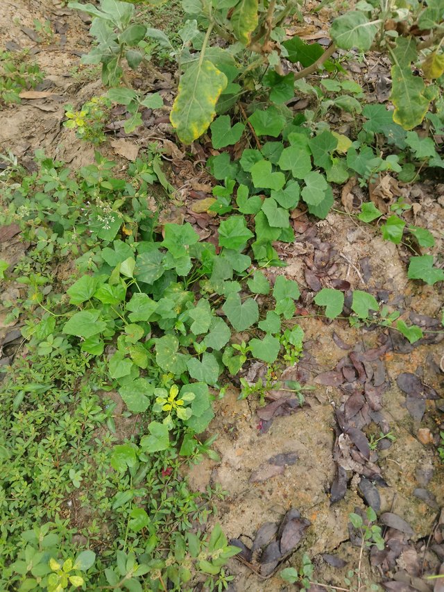 IMG_20250406_063751.jpg