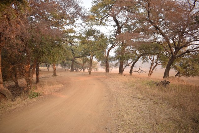 Ranthambore Diaries.JPG