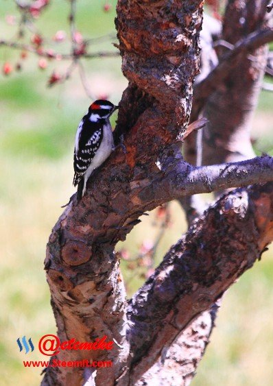 Downy Woodpecker PFW39.jpg