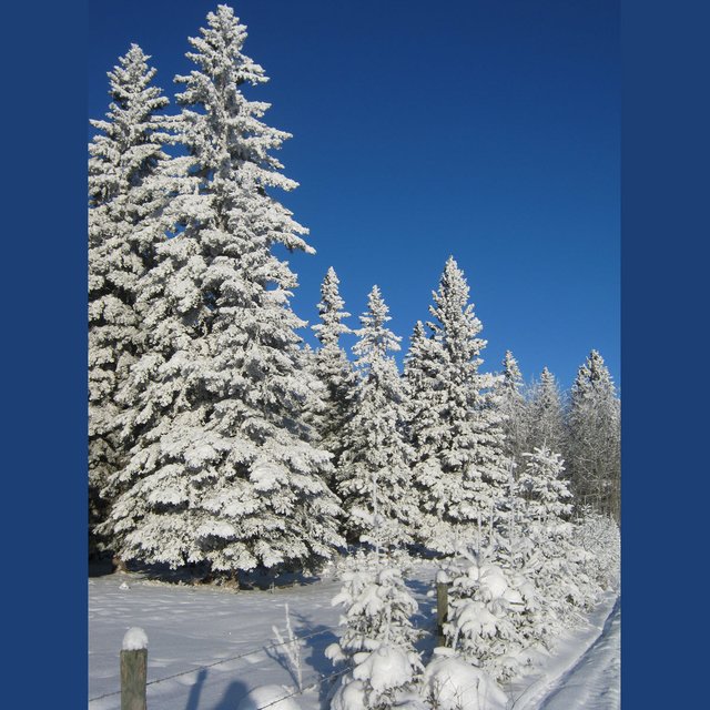 deep blue sky with large snowy spruce and line of small snowy spruce.JPG