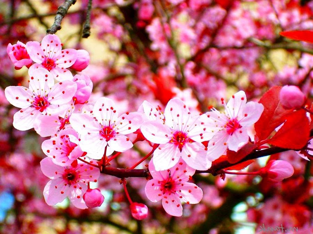 How to Tell the Difference between Plum, Cherry and Peach Blossoms