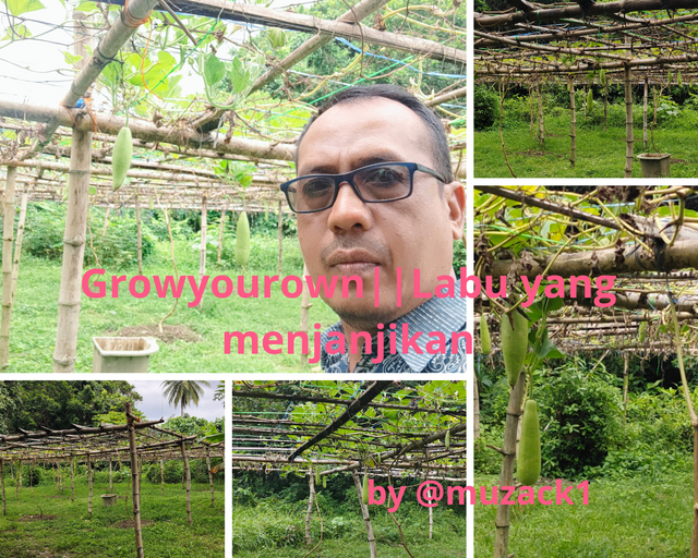 GrowyourownLabu yang menjanjikan.png