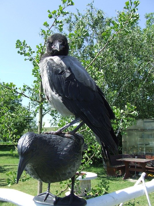 hooded-crow-1482757_960_720.jpg