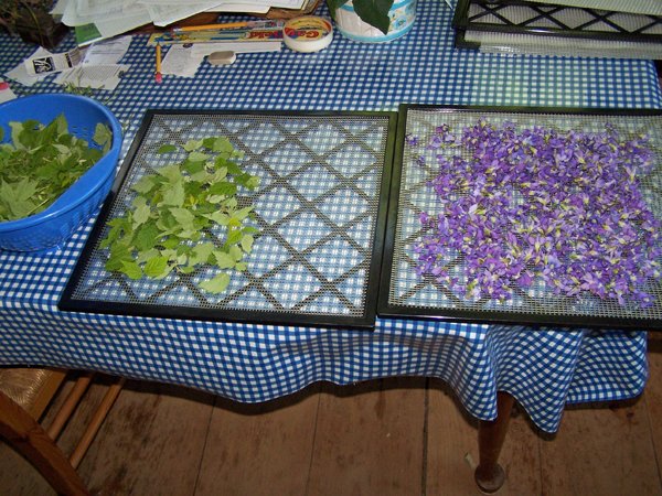 Dehydrator - 1st load violets and raspberry leaves crop May 2019.jpg