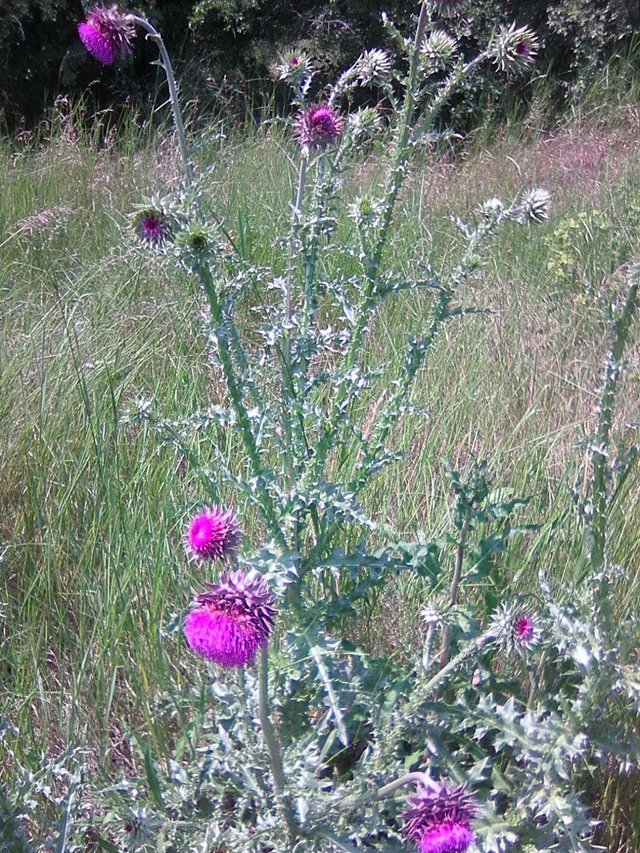 Photo0067.jpg