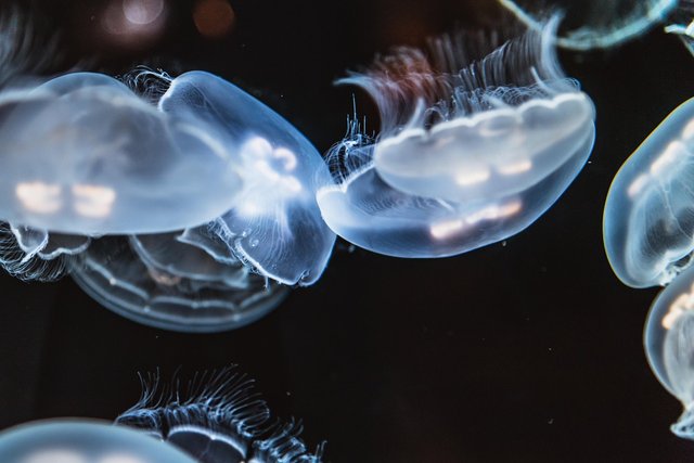 jellyfish-3964165_1280.jpg