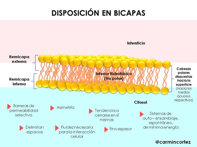 Bicapas-disposición-03.jpg