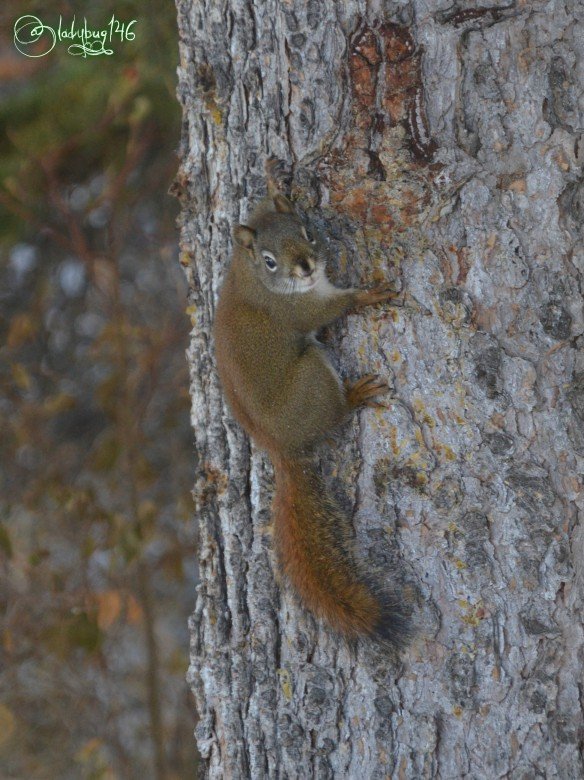 squirel.jpg